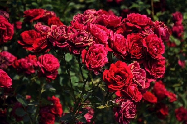 情人节期间大叻玫瑰花价格增加了1-2倍 hinh anh 1