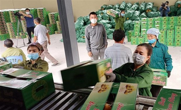 “优质”企业努力将越南农产品打入俄罗斯市场 hinh anh 1