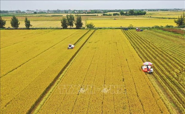 越南坚持发展承载担当的农业 hinh anh 1