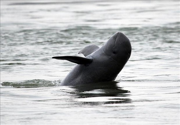 伊洛瓦底江淡水海豚在老挝灭绝 hinh anh 1