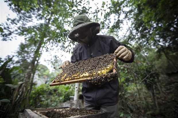 外交部发言人：美国对蜂蜜征收反倾销税将对越南养蜂业产生负面影响 hinh anh 1