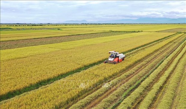 农民和企业联合生产的大米顺利出口 hinh anh 1