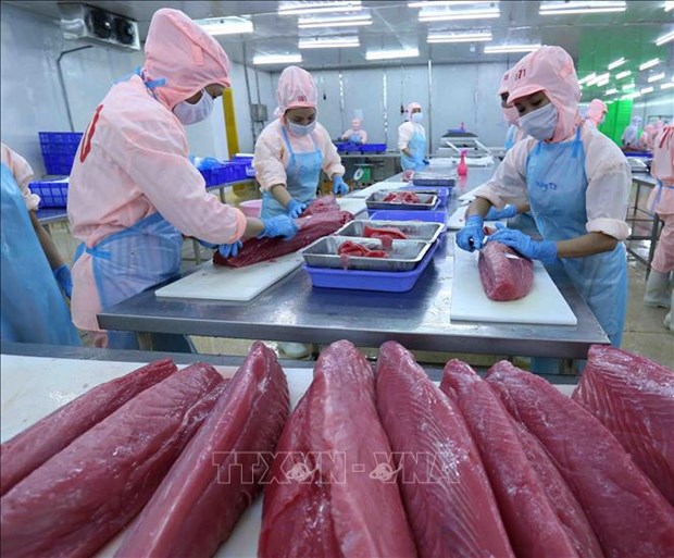 2022年1月份越南金枪鱼出口实现三位数增长 hinh anh 1