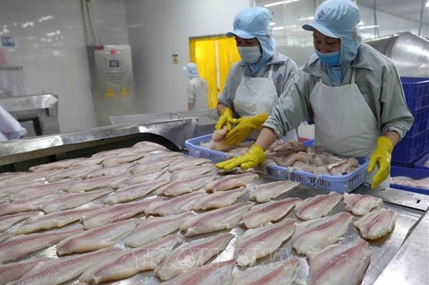 越南力争2022年查鱼出口额超过16亿美元 hinh anh 1