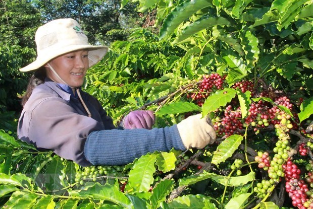 越南咖啡向阿尔及利亚市场出口潜力巨大 hinh anh 1