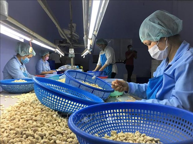 越南腰果产业提出“量稳质优价增”的目标 hinh anh 1