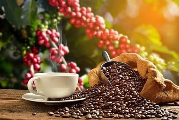 咖啡出口价格涨幅超过31% hinh anh 1