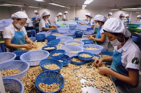 越南政府总理指示立即为企业解决腰果出口欧洲市场面临的困难 hinh anh 1
