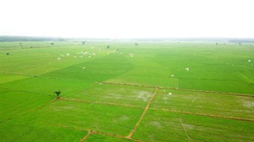 前江省按照欧洲标准种植有机水稻 hinh anh 1