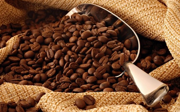 越南对美国、德国和法国咖啡出口潜力仍有待挖掘 hinh anh 1