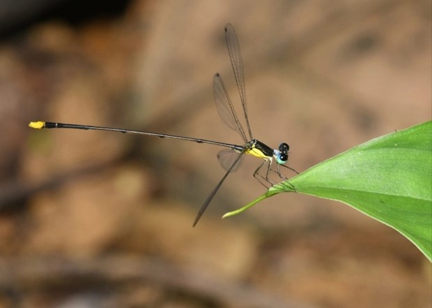 越南乂安省发现黄纹长腹扇蟌Coeliccia natgeo 蜻蜓 hinh anh 1
