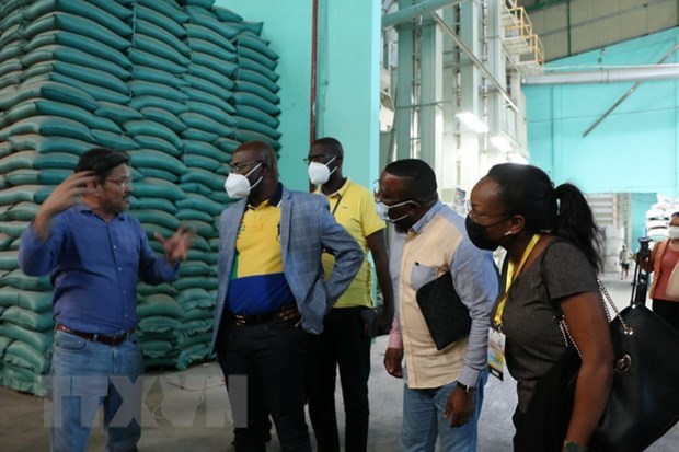 加蓬共和国贸易部长考察隆安省大米出口情况 hinh anh 1