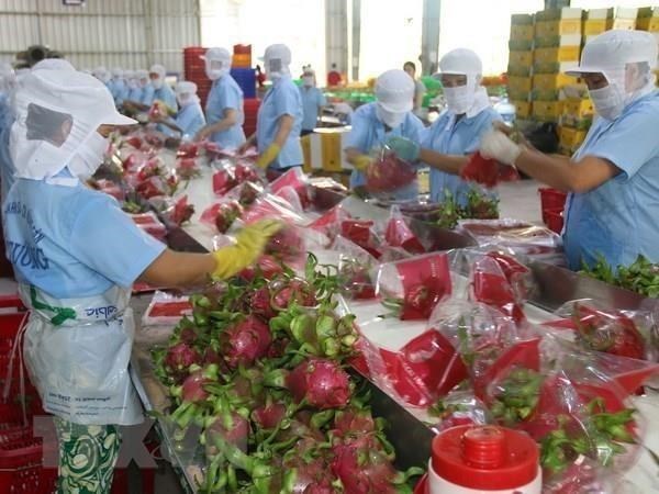 2022年第二季度 越南南部地区的水果产量可达120万吨 hinh anh 1