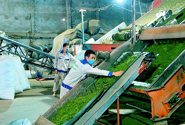 山罗省将高新技术应用于茶叶生产加工 hinh anh 1