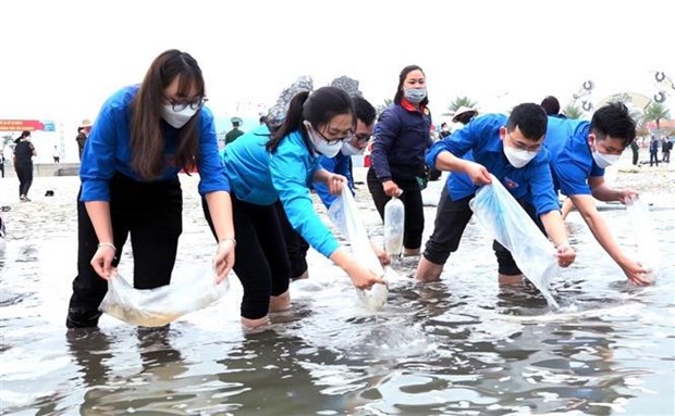 广宁省在拜子龙湾放养230万只水产苗种 hinh anh 1