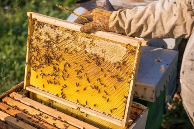 美国商务部将越南蜂蜜反倾销税下调近7倍 hinh anh 2