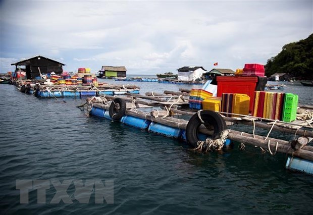 加强水产资源保护修复 促进越南渔业可持续发展 hinh anh 2