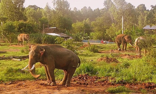 “2013-2020年越南大象保护总体提案”调整方案获批 hinh anh 1