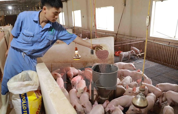 越南畜牧业应对饲料价格增长所带来的挑战 hinh anh 1