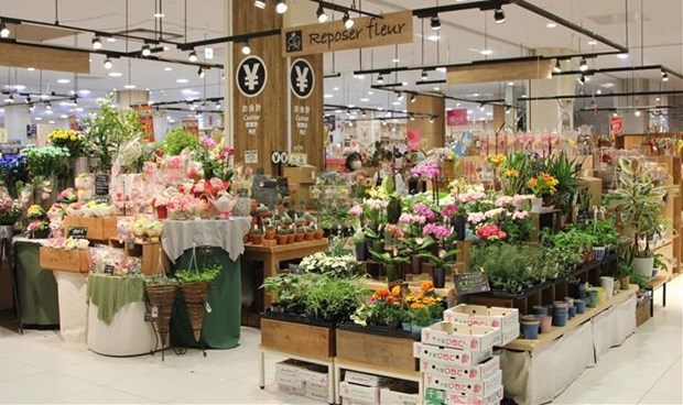 越南花卉开始在日本市场站稳脚跟 hinh anh 1