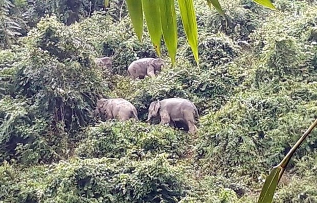 越南多措并举有效保护和发展广南省亚洲象群 hinh anh 1