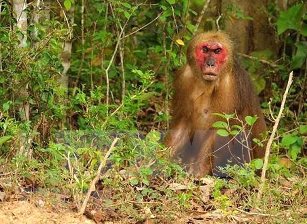 着力保护槟恩国家公园猕猴属稀有猴种 hinh anh 1