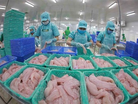 越南查鱼出口增长97% hinh anh 1