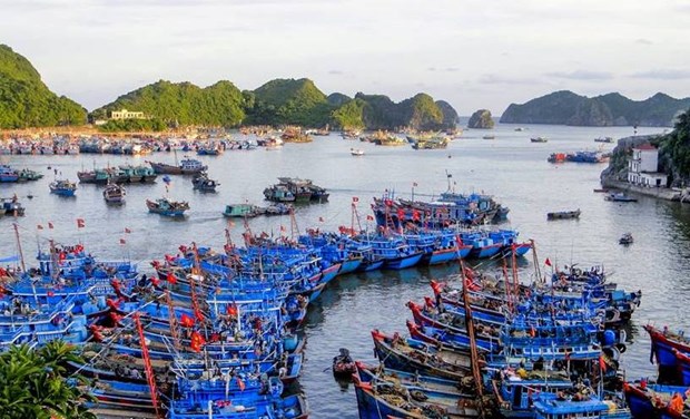 力争到2050年全国有184个渔港 hinh anh 1
