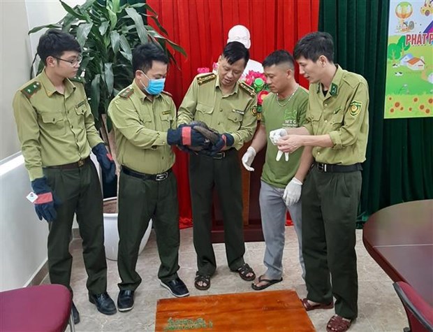 菊芳国家公园接收被列入越南红皮书的2只濒危动物 hinh anh 2