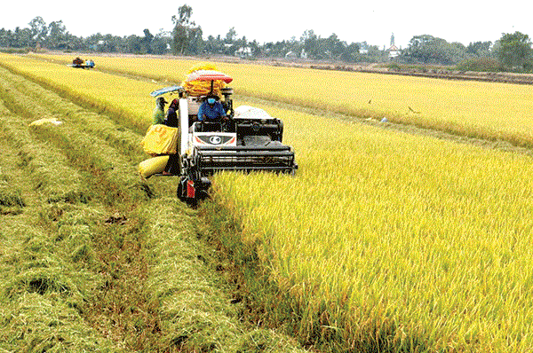 越南实施可持续农业转型项目成效显著 hinh anh 1