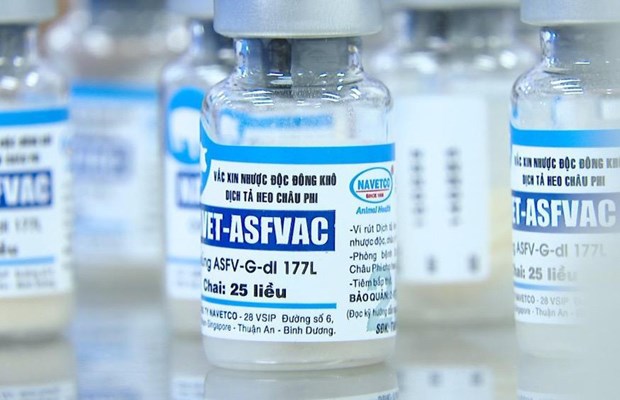越南成为上市商用非洲猪瘟疫苗的首个国家 hinh anh 2