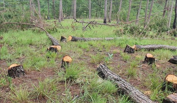 越南政府总理指示严格处理非法采伐林木和侵占林地行为 hinh anh 1