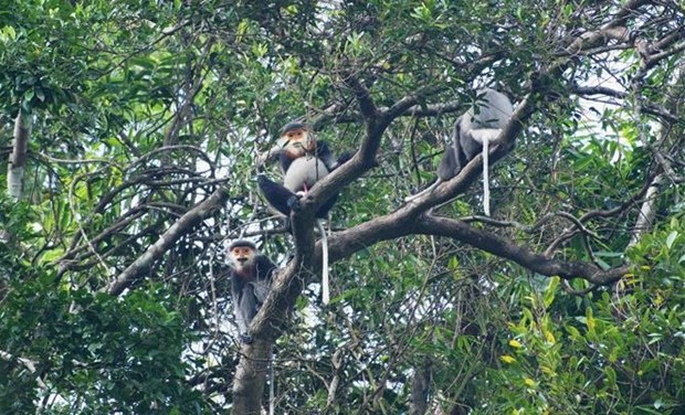 广南省为灰腿白臀叶猴扩大栖息地并确保适宜的生活环境 hinh anh 1