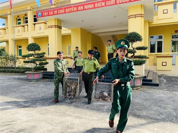 越南河静省武光国家公园接收两个野生动物个体 hinh anh 1