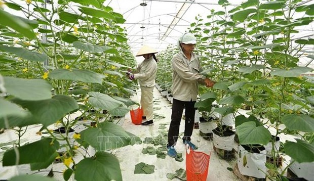 越南将出台支持农场经济发展政策 hinh anh 1