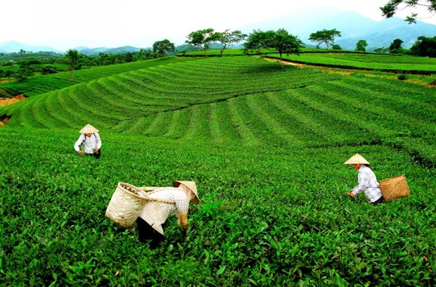 越南太原省努力保护和发展新疆茶叶种植区 hinh anh 1