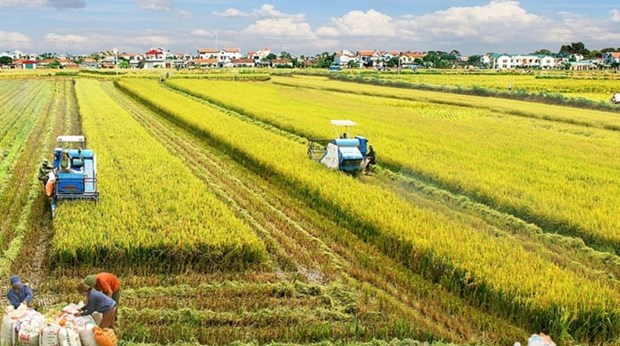 越南积极制定九龙江三角洲100万公顷优质稻米可持续生产提案 hinh anh 1