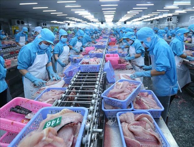 越南积极抓住机遇 扩大虾类和查鱼出口市场 hinh anh 2