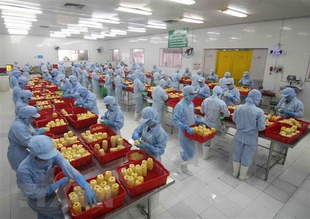 越南农产品对匈牙利市场出口潜力巨大 hinh anh 1