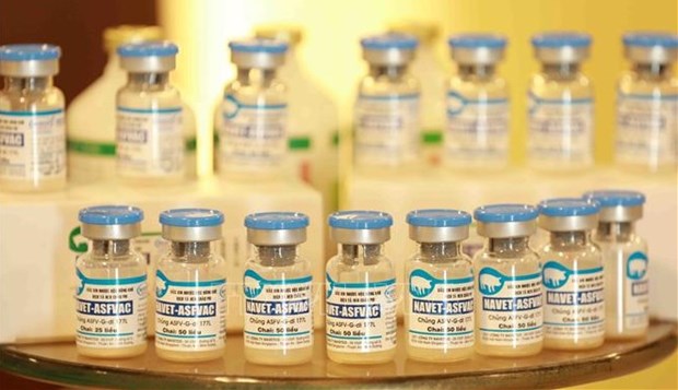 德媒：越南成功研制出世界上第一款非洲猪瘟疫苗 hinh anh 2