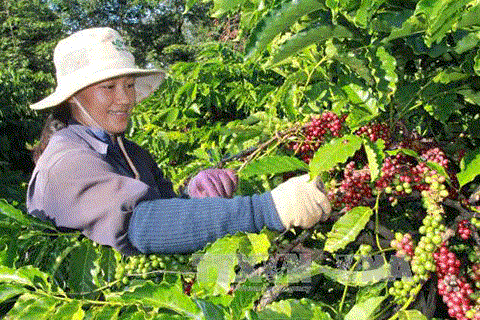 越南西原农民和企业联手将农产品推向世界 hinh anh 1