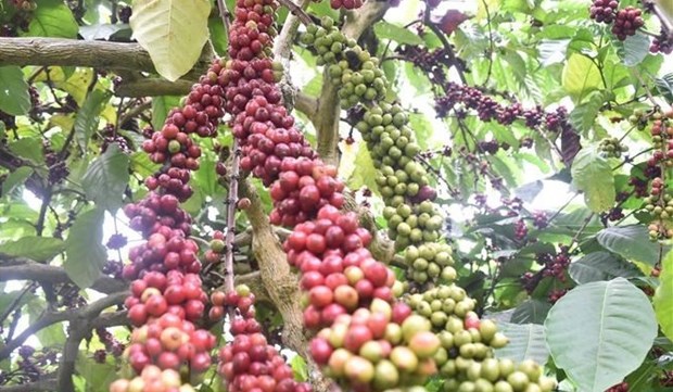 2021-2025年阶段咖啡复种和嫁接改造面积近11万公顷 hinh anh 1
