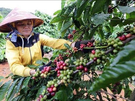 2021-2025年阶段咖啡复种和嫁接改造面积近11万公顷 hinh anh 2