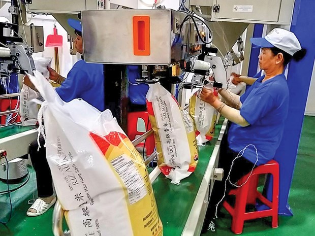 越南努力提高出口大米的质量和价值 hinh anh 1