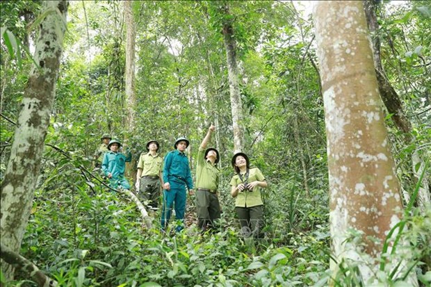 越南批准 2021-2025 年林业可持续发展计划 hinh anh 3