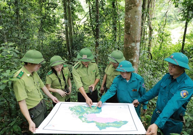 越南批准 2021-2025 年林业可持续发展计划 hinh anh 1