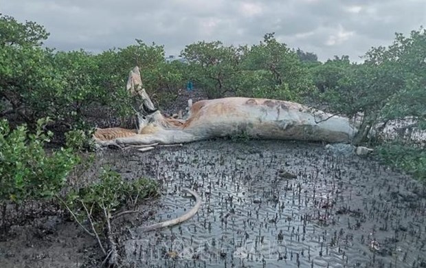 广宁省发现一头大鲸鱼尸体漂浮在红树林区 hinh anh 1