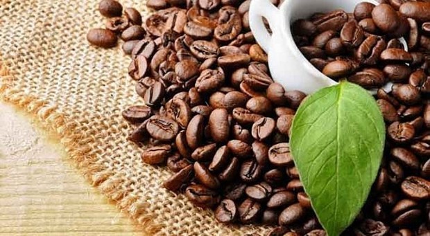 今年上半年越南咖啡出口额达23亿美元 hinh anh 1