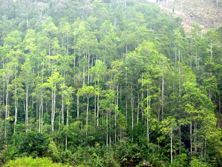 广宁省许多企业协助农民开展乔木林造林工作 hinh anh 1