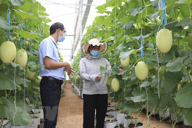 2025年越南高科技农产品达20%以上 hinh anh 1